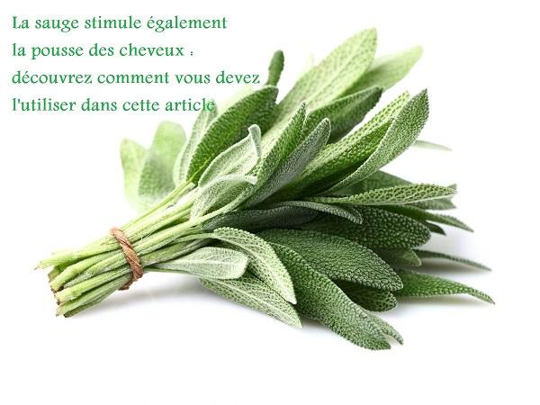 Bienfait sauge chute cheveux 1