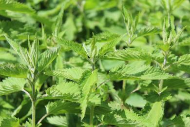 Lotion ortie repousse cheveux