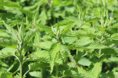 Lotion ortie repousse cheveux